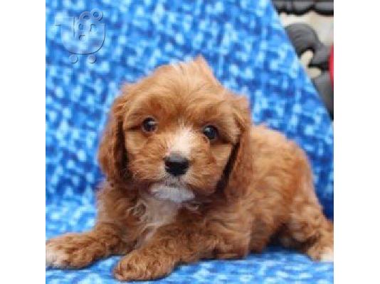 Πανέμορφα κουτάβια Cavapoo προς πώληση.